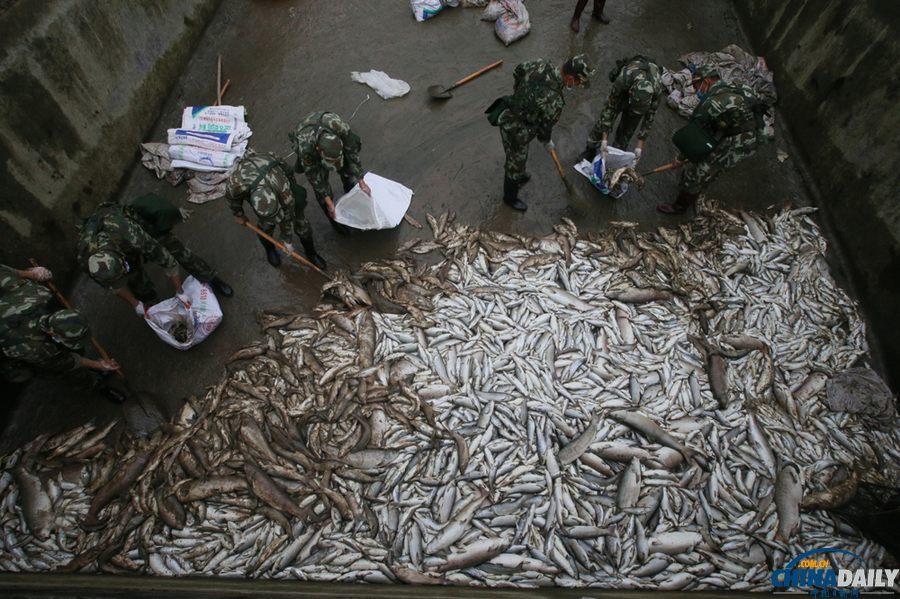 蘆山縣清仁鄉養殖基地十余噸魚死亡