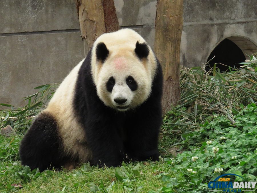 四川雅安：震后大熊貓生活恢復正常