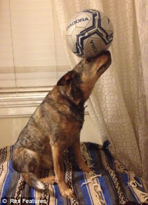 快到鼻子上來!超萌狗狗身懷絕技 鼻子啥都能頂