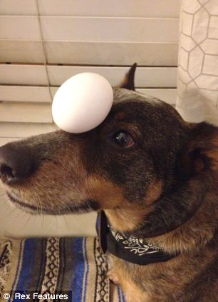 快到鼻子上來!超萌狗狗身懷絕技 鼻子啥都能頂