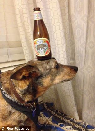 快到鼻子上來！超萌狗狗身懷絕技 鼻子啥都能頂