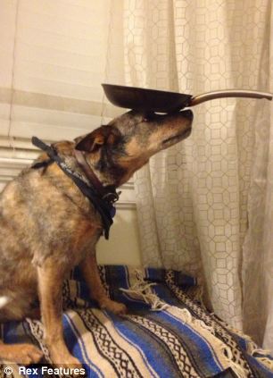 快到鼻子上來!超萌狗狗身懷絕技 鼻子啥都能頂