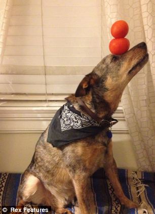 快到鼻子上來!超萌狗狗身懷絕技 鼻子啥都能頂