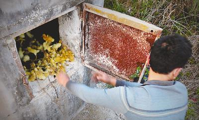 禽流感陰影下的家禽業(yè):陷“賣不掉養(yǎng)不起”窘境