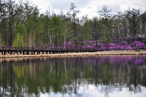 2013中國·內(nèi)蒙古大興安嶺杜鵑節(jié)開幕