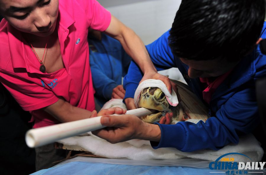 新疆百歲海龜進醫院做胃鏡