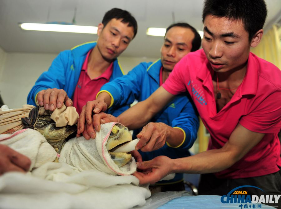 新疆百歲海龜進(jìn)醫(yī)院做胃鏡