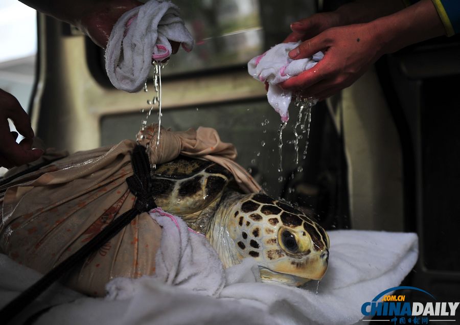 新疆百歲海龜進醫院做胃鏡