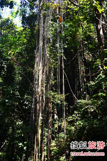 滇西春色擋不住　孔雀之鄉德宏體驗邊境文化