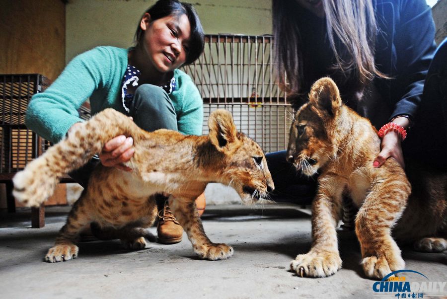 獅寶寶喜迎兒童節