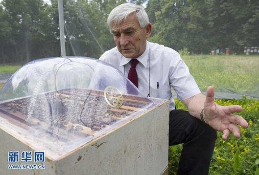 克羅地亞研究人員成功讓受訓蜜蜂“掃雷”