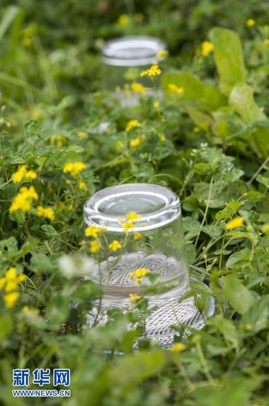 克羅地亞研究人員成功讓受訓(xùn)蜜蜂“掃雷”