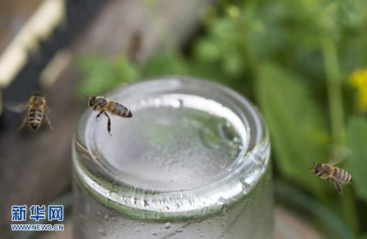 克羅地亞研究人員成功讓受訓(xùn)蜜蜂“掃雷”