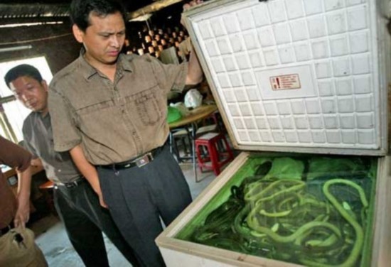 岳陽日均吃蛇2千斤遭圍觀 揭秘非法經營窩點（組圖）