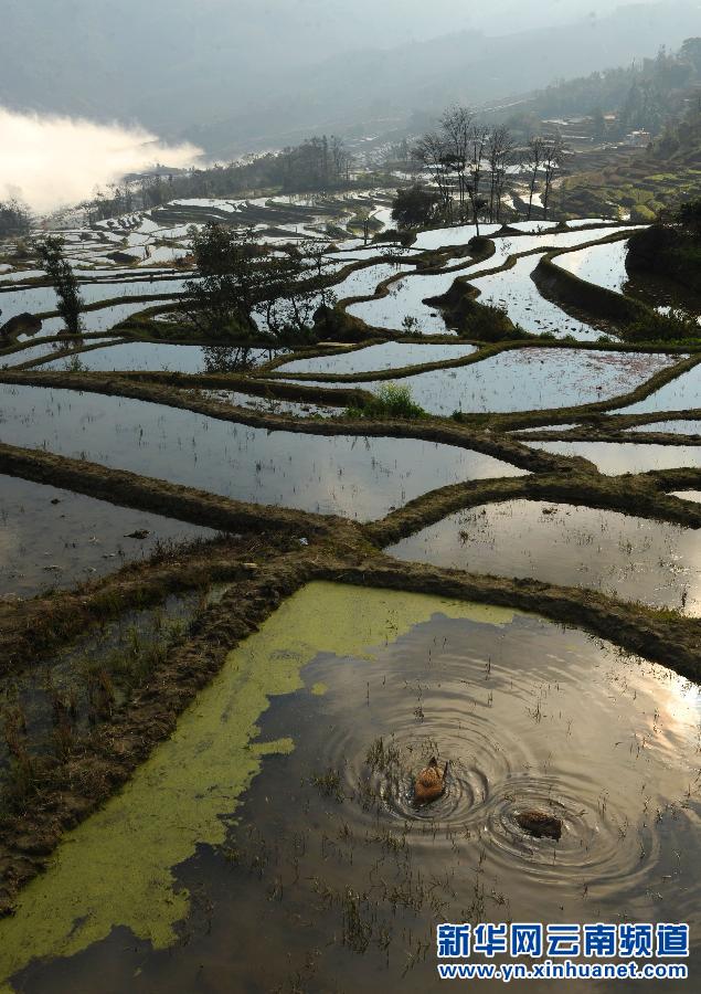 中國哈尼梯田成功列入世界遺產名錄