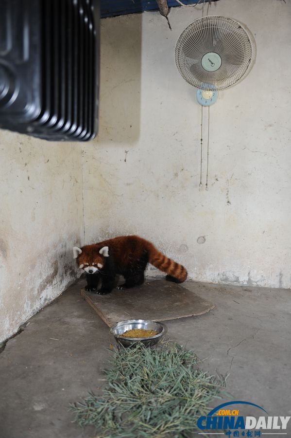 高溫天氣來襲 動物防暑有高招