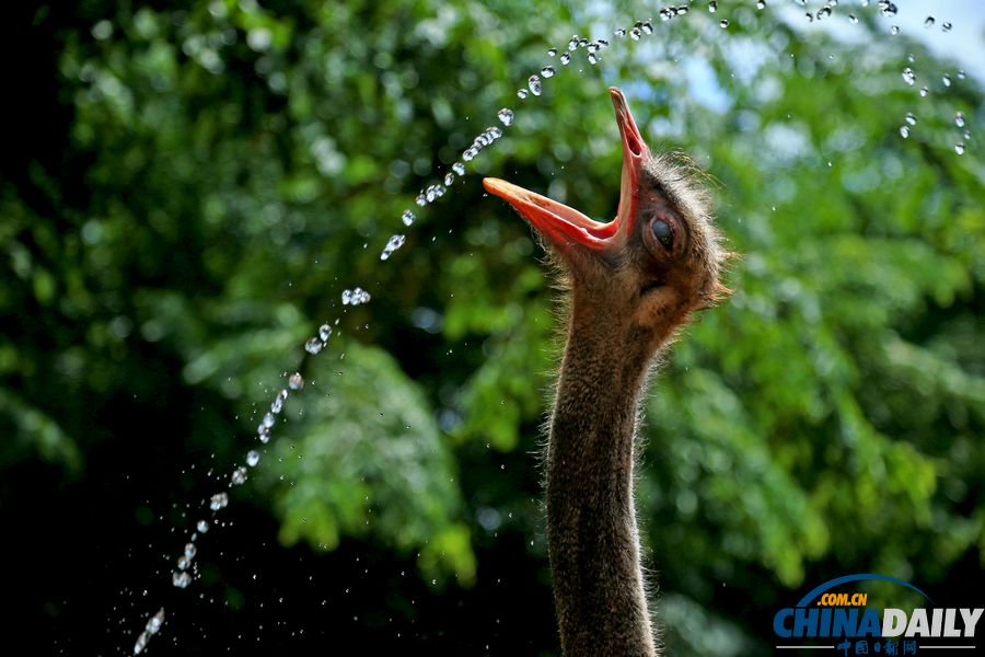 高溫天氣來襲 動物防暑有高招