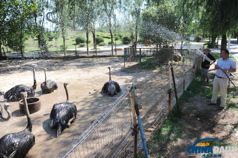 高溫天氣來襲 動物防暑有高招