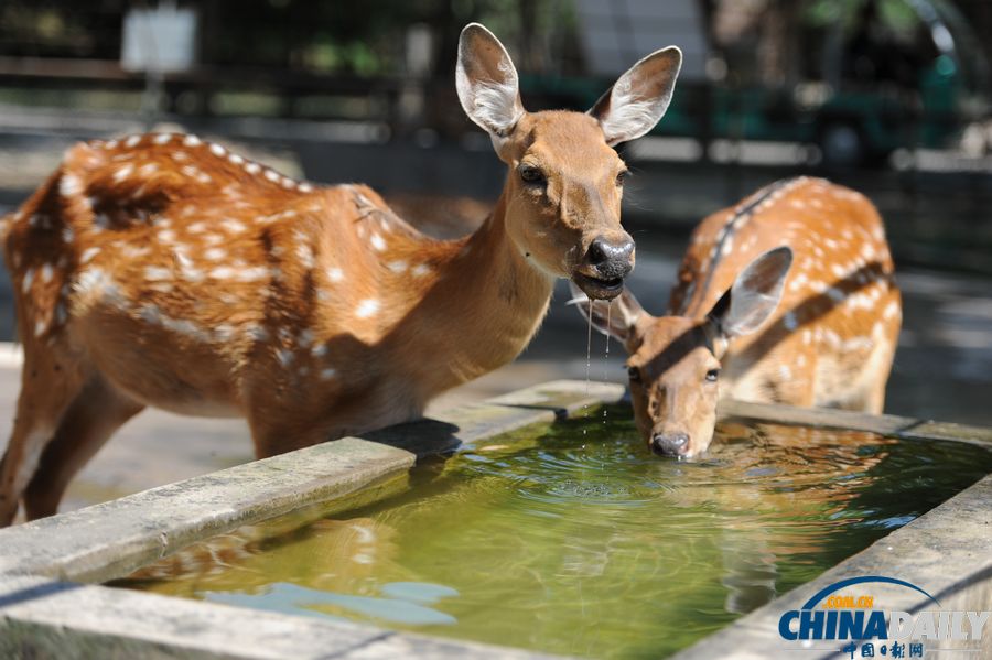 高溫天氣來襲 動(dòng)物防暑有高招