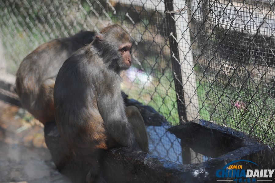 高溫天氣來襲 動物防暑有高招