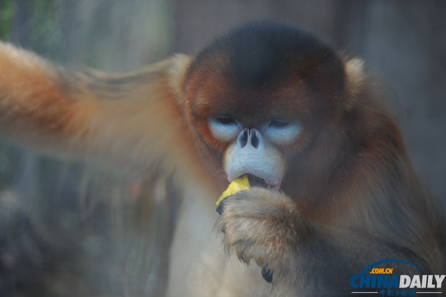 高溫天氣來襲 動物防暑有高招