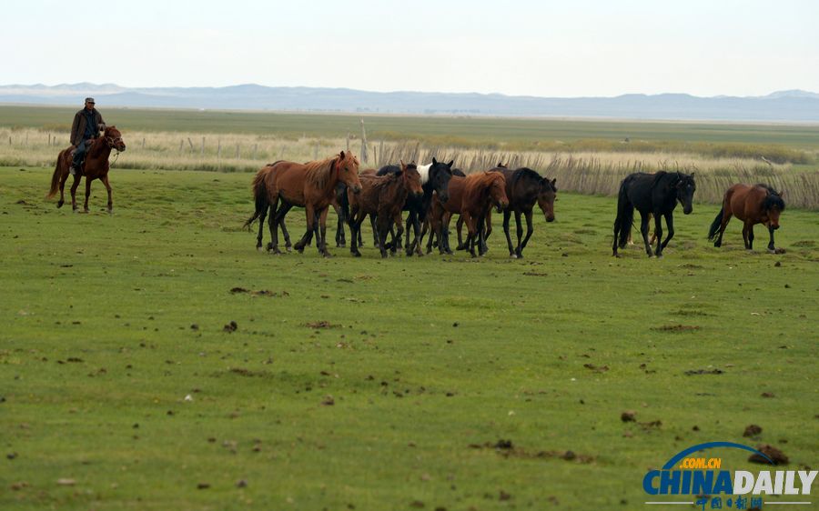 新疆巴里坤：草原牧羊人家盡顯游牧民俗