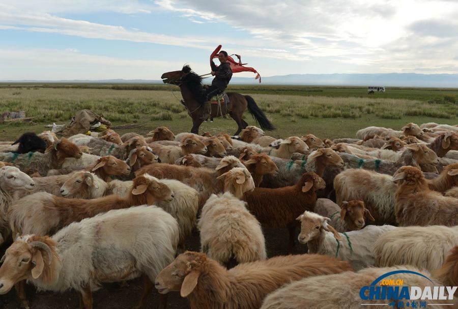 新疆巴里坤：草原牧羊人家盡顯游牧民俗