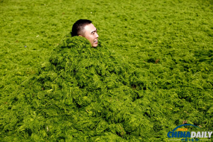 青島迎入夏最大規模滸苔登陸