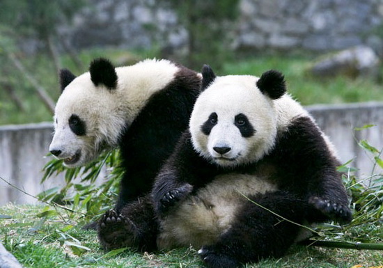 大陸贈臺熊貓產下幼仔 團團圓圓“姐弟戀”修成正果