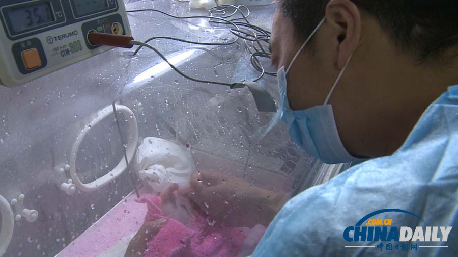 成都2013年第一只大熊貓寶寶誕生