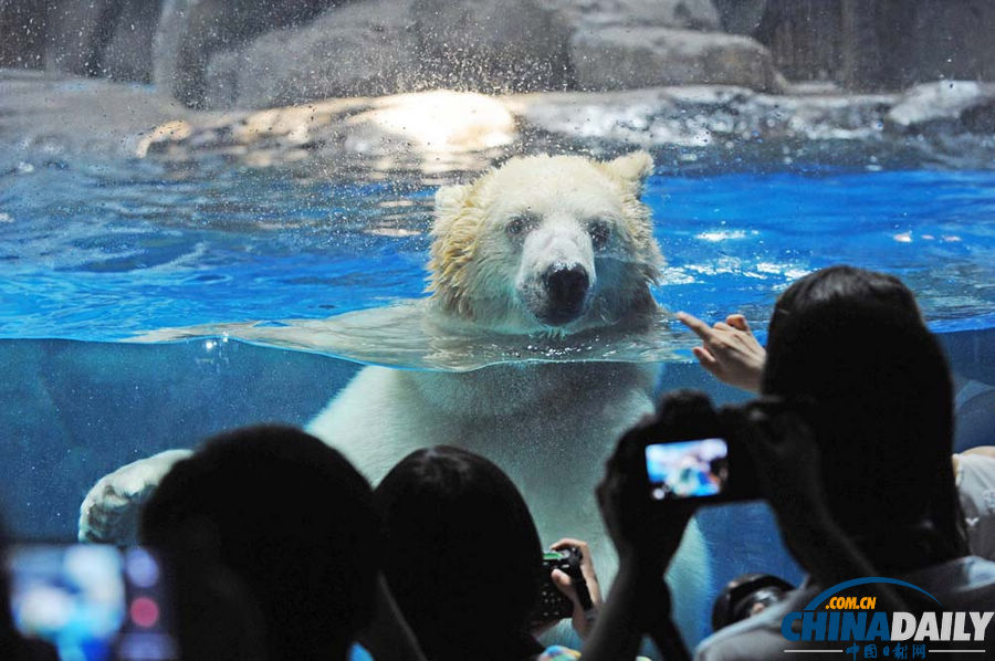 武漢：北極熊賣萌惹人愛
