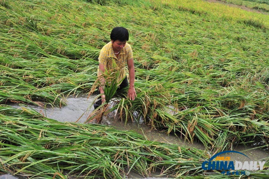 高清：強降雨致廣東梅州部分地區(qū)受災
