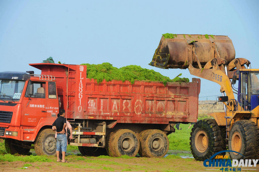 臺風(fēng)“蘇力”助滸苔再擾青島