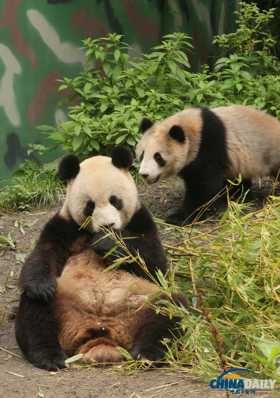 臥龍14只野化培訓(xùn)大熊貓未受暴雨影響 平安無恙
