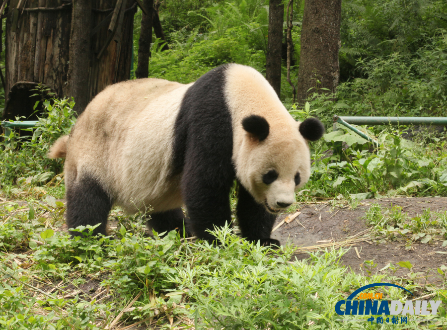臥龍14只野化培訓大熊貓未受暴雨影響 平安無恙