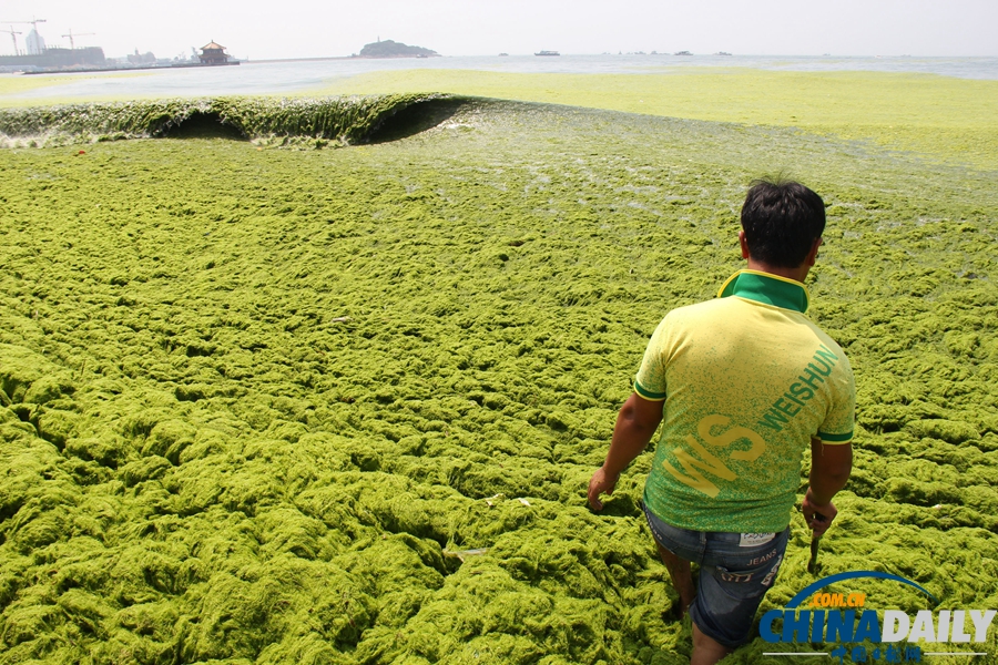 青島：應(yīng)急響應(yīng)降級(jí) 滸苔進(jìn)入消亡期