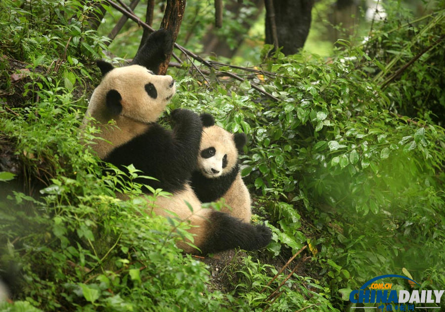 《中國日報(bào)》一周圖片精選：7月13日—7月19日