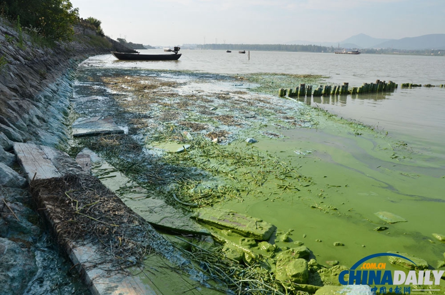 安徽巢湖東半湖藍藻大爆發 湖水粘稠幾成凍湖