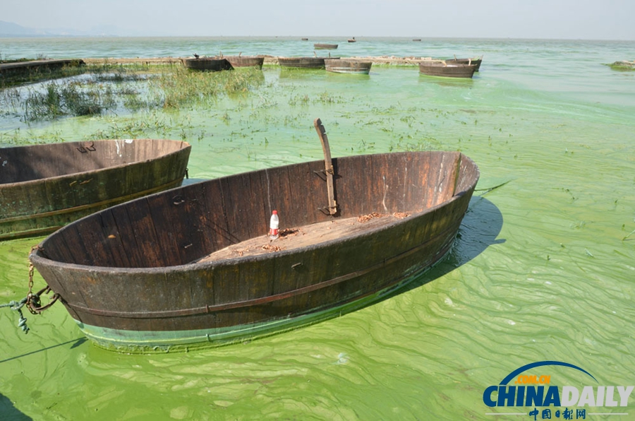 安徽巢湖東半湖藍藻大爆發 湖水粘稠幾成凍湖