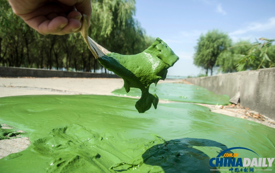 安徽巢湖東半湖藍藻大爆發 湖水粘稠幾成凍湖