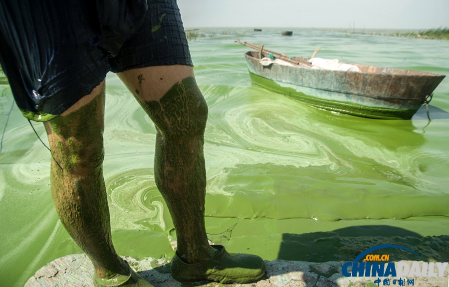 安徽巢湖東半湖藍(lán)藻大爆發(fā) 湖水粘稠幾成凍湖