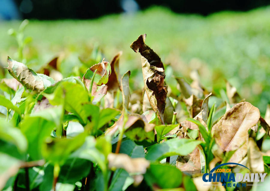 高清：杭州西湖龍井產區出現近十年來最嚴重旱情