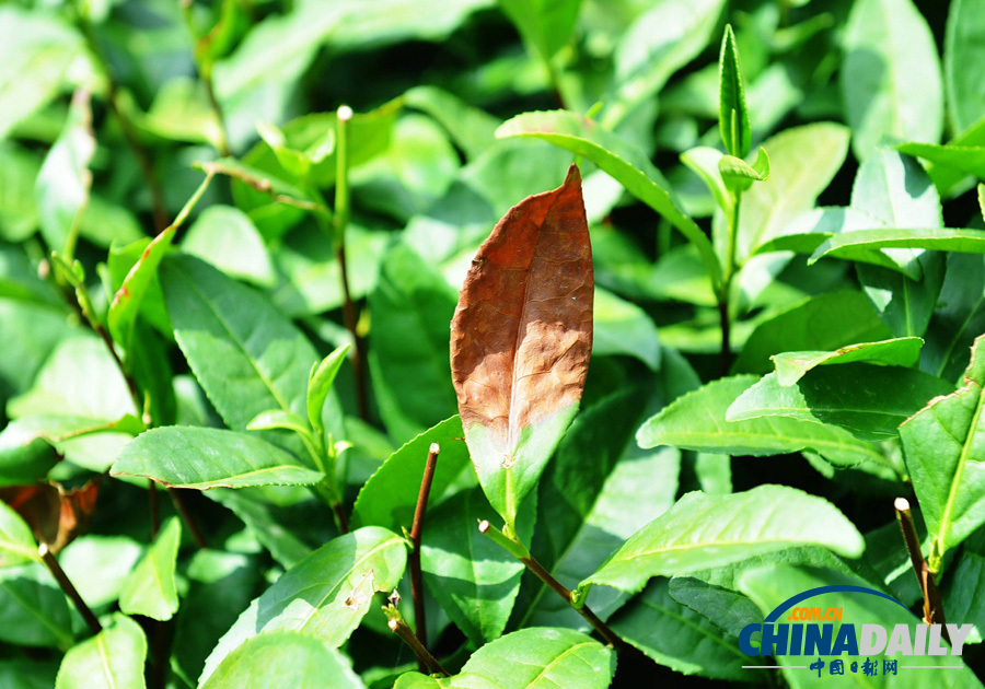 高清：杭州西湖龍井產區出現近十年來最嚴重旱情