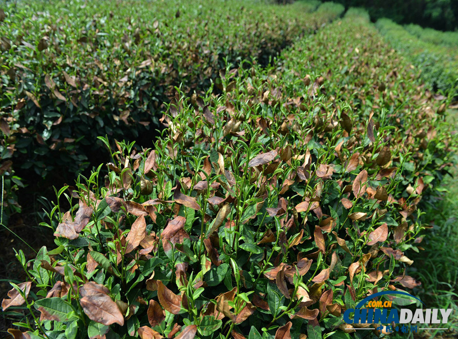 高清：杭州西湖龍井產區出現近十年來最嚴重旱情