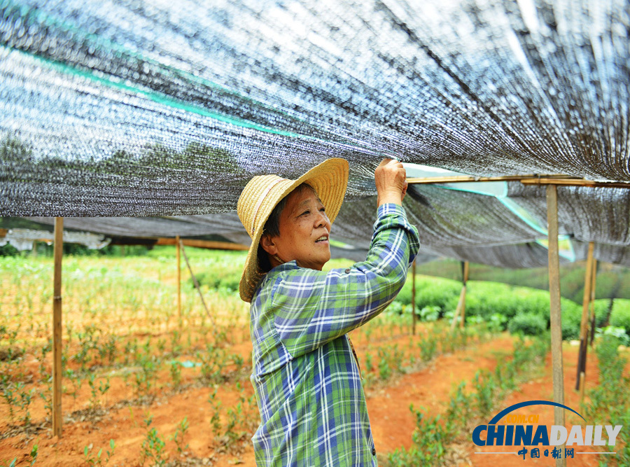 高清：杭州西湖龍井產區出現近十年來最嚴重旱情