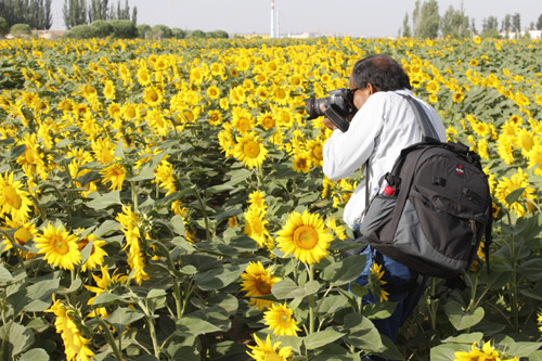亞洲主流媒體齊聚“敬業(yè)”總部葵花生態(tài)園 交口稱贊“西部人”葵花油