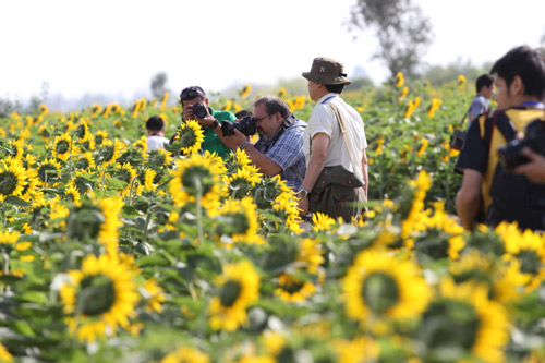 亞洲主流媒體齊聚“敬業”總部葵花生態園 交口稱贊“西部人”葵花油