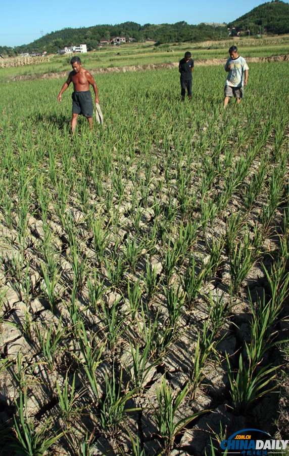 高清：湖南邵陽旱情持續發展 4萬人出現飲水困難