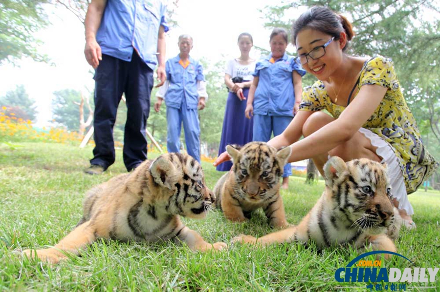 山東濰坊：三胞胎虎寶寶“出襁褓”