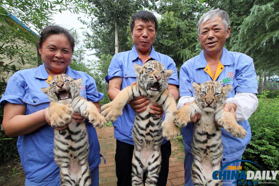 山東濰坊：三胞胎虎寶寶“出襁褓”